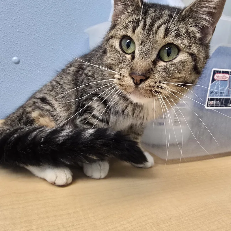 An adult medium-sized female Tabby (Brown / Chocolate) Domestic Short Hair cat named Dutchess for adoption in Farmington, MO