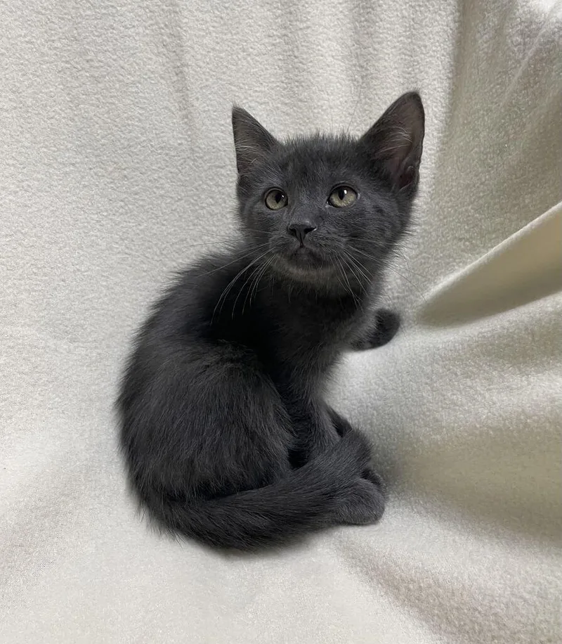 A young medium-sized male Domestic Short Hair cat named Chai for adoption in Jackson, MI