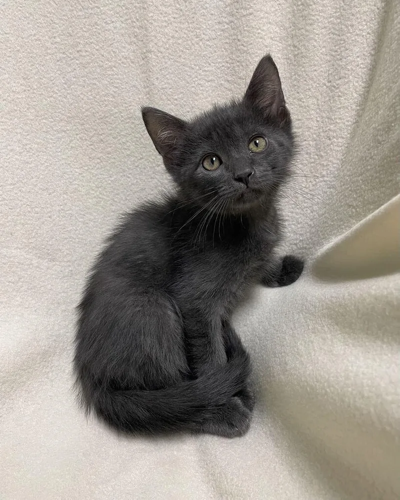 Chai thumbnail 2