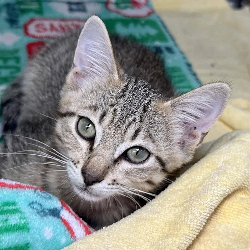 A baby small-sized female Brown / Chocolate Domestic Short Hair cat named Thumper for adoption in Austin, TX