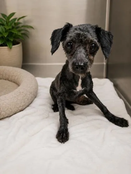 Pepper