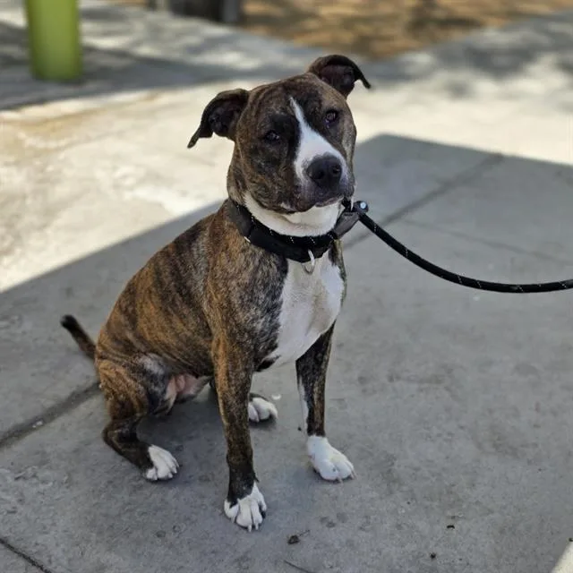 A young large-sized female Pit Bull Terrier dog named Lady Eloise for adoption in Las Vegas, NV