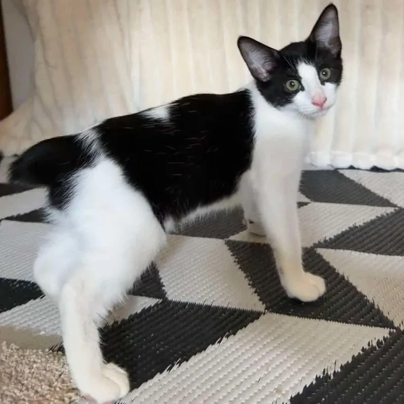 A baby medium-sized male Domestic Short Hair cat named Benjamin for adoption in Foley, AL