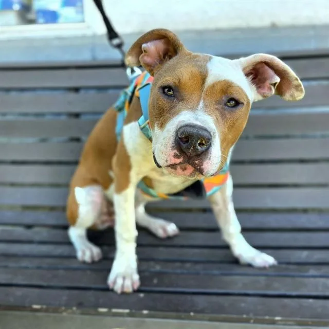 A young medium-sized female Pit Bull Terrier dog named Bobbi Sox for adoption in Long Beach, CA