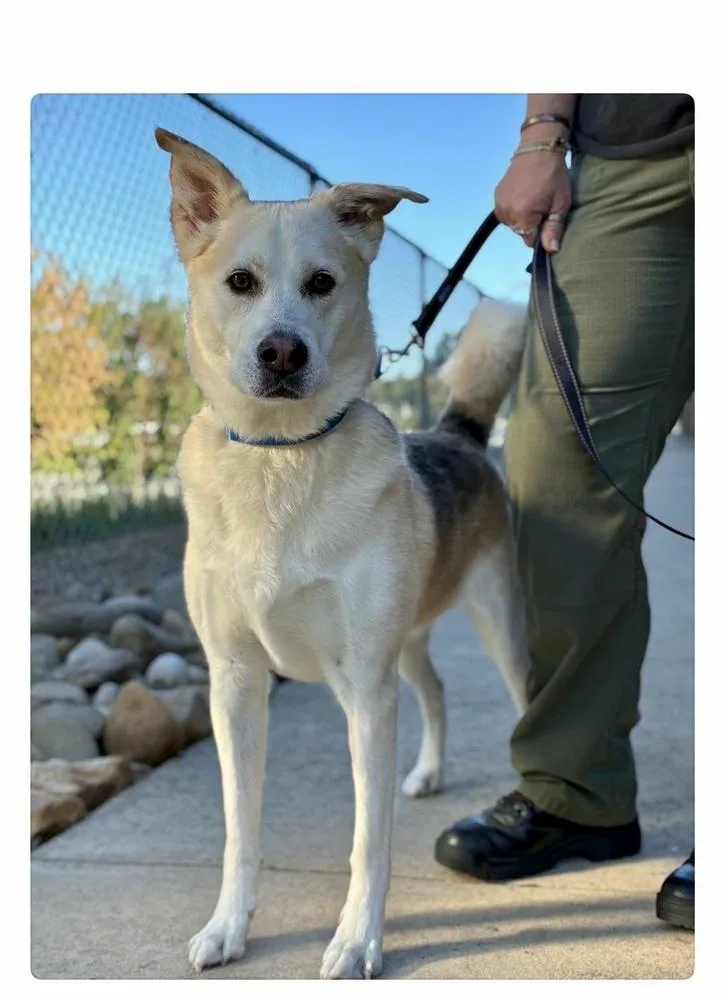 An adult large-sized male Husky dog named Max for adoption in Mooresville, NC