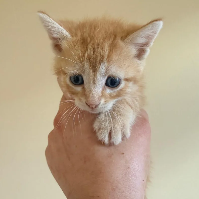 A baby small-sized male Orange / Red Domestic Short Hair cat named Archie for adoption in Corinth, MS