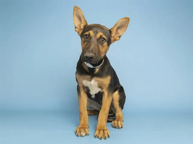 A baby medium-sized male Labrador Retriever dog named Cookie Dough for adoption in Phoenix, AZ