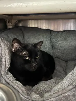 A senior medium-sized female Black Domestic Short Hair cat named Bublet for adoption in Annapolis, MD