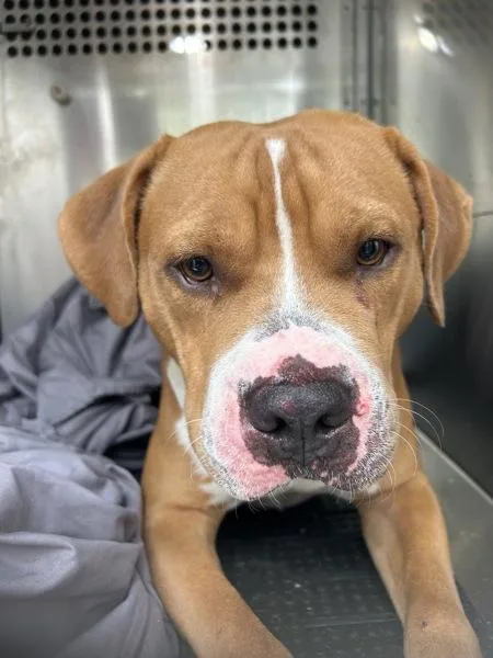 A young large-sized male Pit Bull Terrier dog named Bullwinkle for adoption in Austin, TX