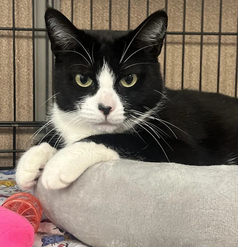 A young medium-sized female Black & White / Tuxedo Domestic Short Hair cat named Suzy Q for adoption in Johnston, RI