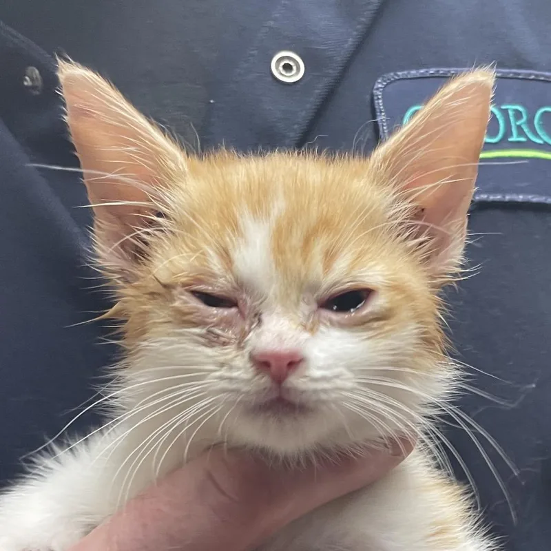 A baby small-sized male Buff / Tan / Fawn Domestic Short Hair cat named Harley for adoption in Green Forest, AR