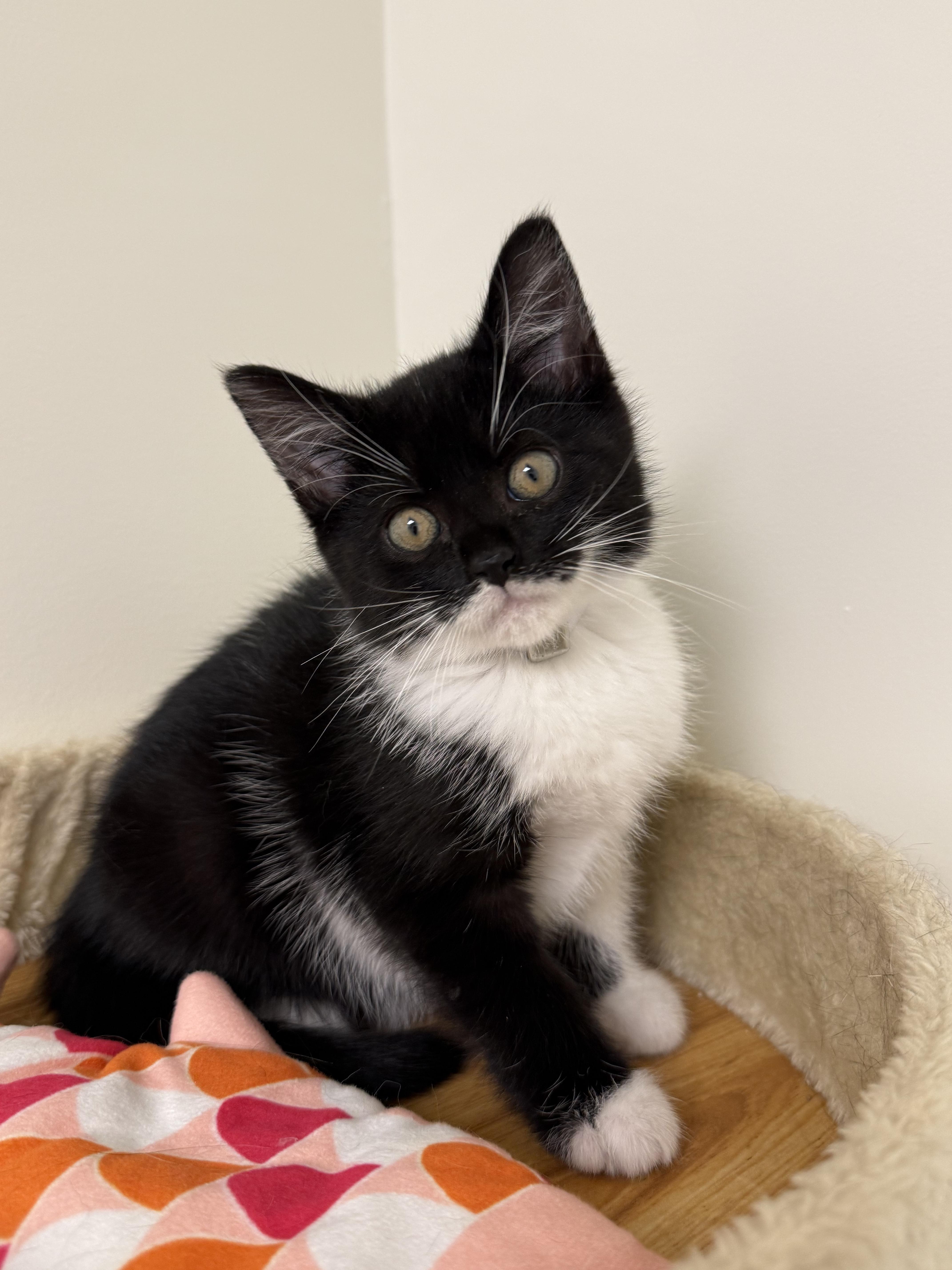 A young small-sized female Black & White / Tuxedo Domestic Short Hair cat named Pennywise for adoption in Syosset, NY