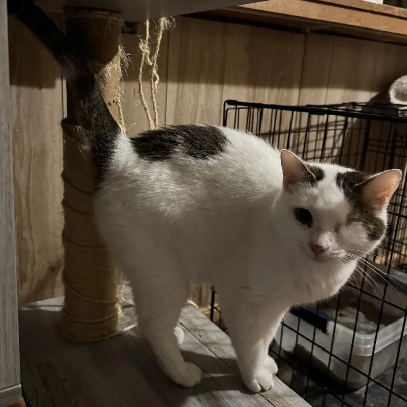 An adult small-sized female Gray / Blue / Silver Domestic Short Hair cat named Prynne McCracken for adoption in Merrifield, VA