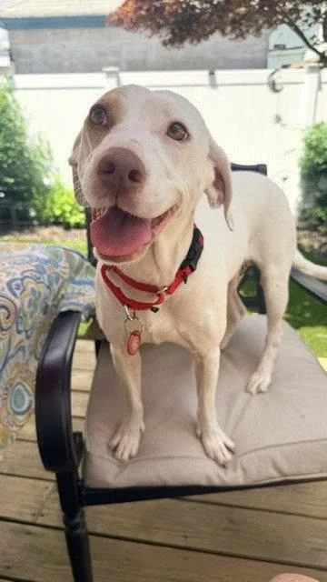 An adult medium-sized female Labrador Retriever dog named Rosie LOCAL for adoption in Wakefield, RI