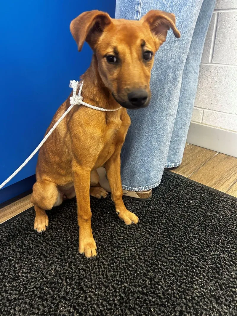 A young medium-sized female Mixed Breed dog named Cupcake for adoption in Rowlett, TX