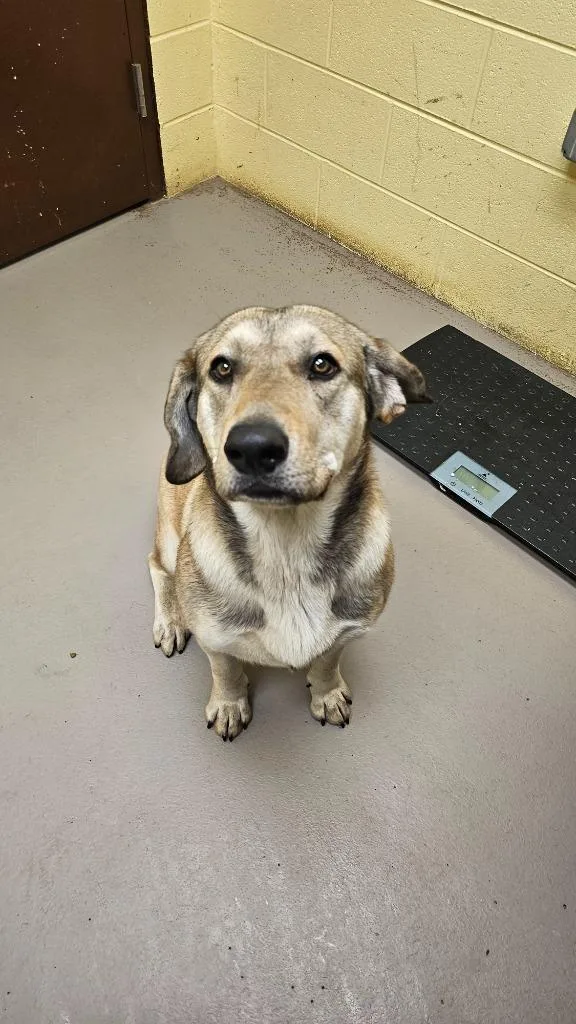 A young large-sized male German Shepherd Dog dog named Argos for adoption in Crossville, TN