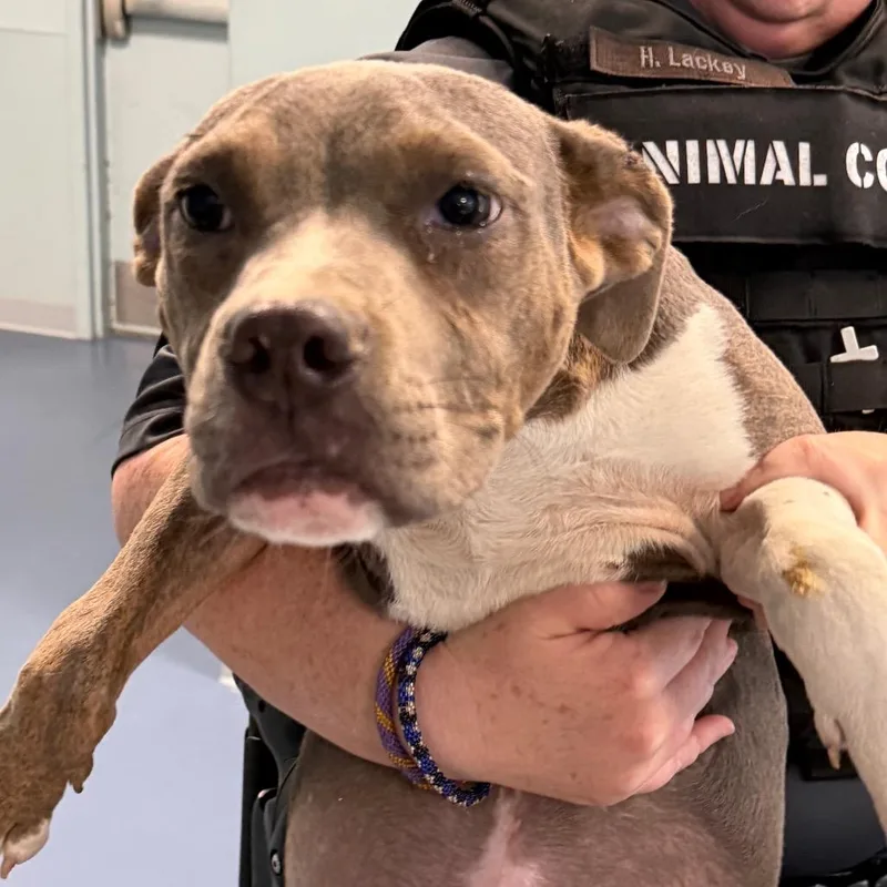A baby medium-sized female Gray / Blue / Silver Pit Bull Terrier dog named Bella for adoption in Greensboro, NC