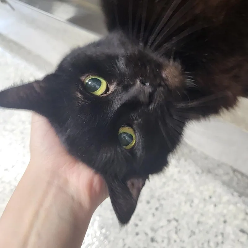 Lola thumbnail 2