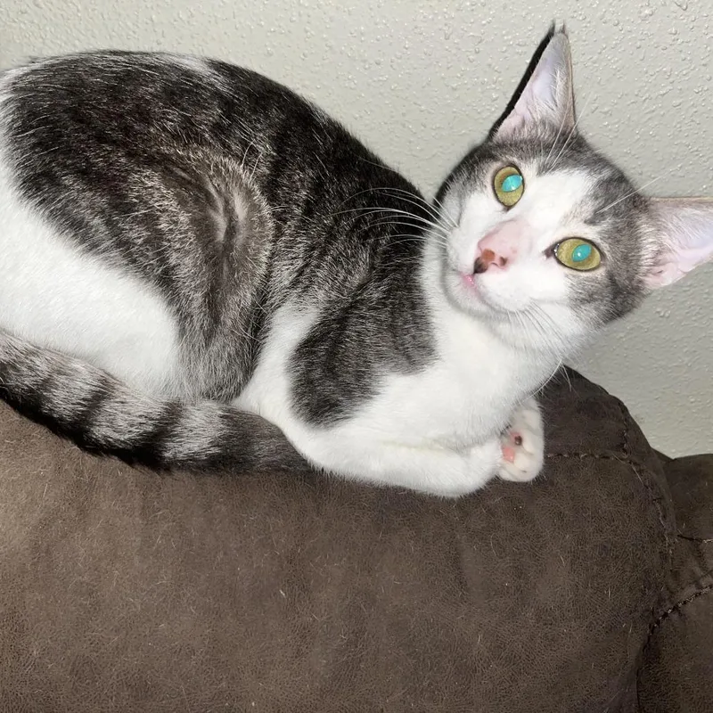 A young medium-sized male Gray / Blue / Silver Domestic Short Hair cat named Oliver for adoption in Webster, TX