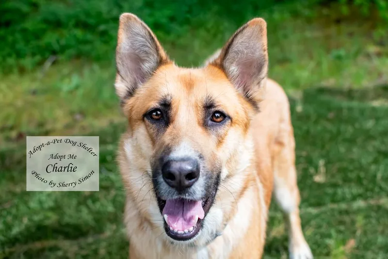 A young large-sized male Yellow / Tan / Blond / Fawn German Shepherd Dog dog named Charlie for adoption in Shelton, WA