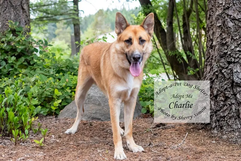 Charlie thumbnail 2