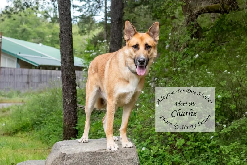 Charlie thumbnail 3