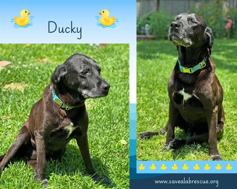 Ducky
