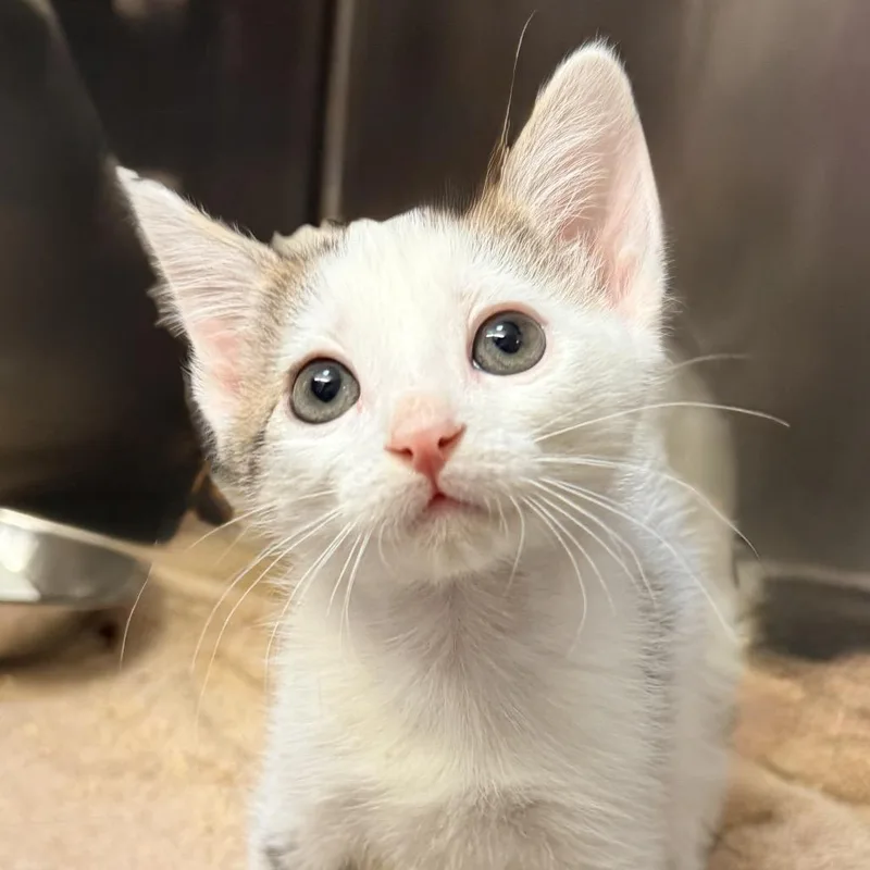 A baby small-sized female White Domestic Short Hair cat named Eggs for adoption in Palm Springs, CA