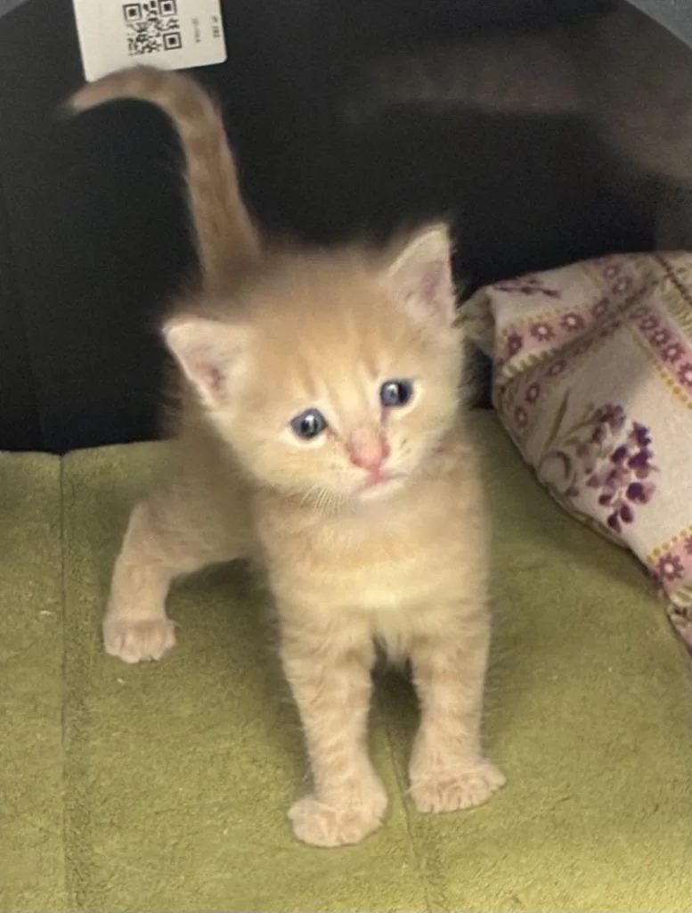 A baby medium-sized male Domestic Short Hair cat named Elijah for adoption in Portland, IN