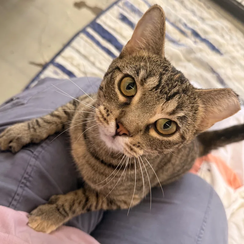 A young medium-sized female Torbie Domestic Short Hair cat named Dee Dee for adoption in St. Louis, MO