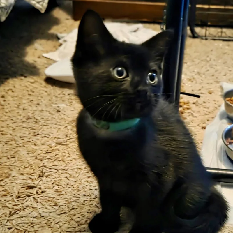 A baby small-sized male Black Domestic Short Hair cat named Licorice for adoption in Winchendon, MA