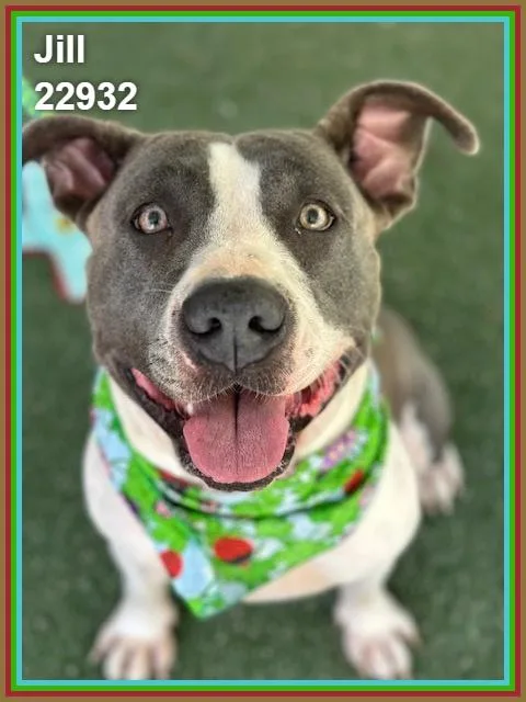 An adult large-sized female Pit Bull Terrier dog named Jill for adoption in Marietta, GA