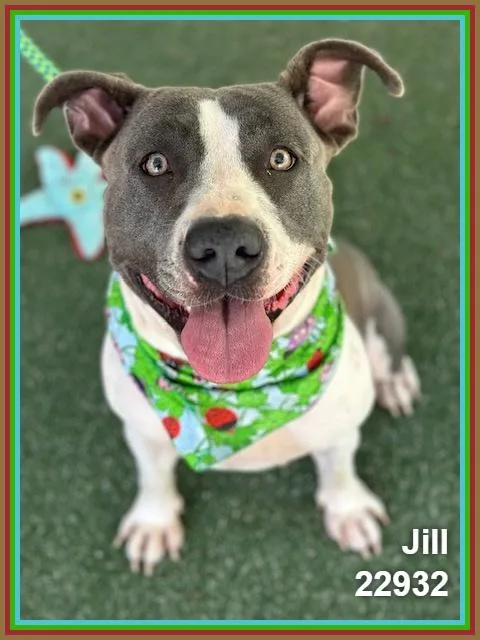 Jill thumbnail 2