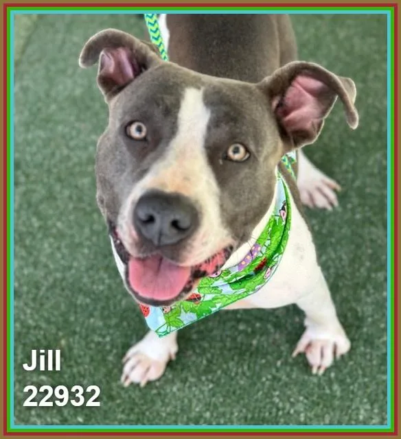 Jill thumbnail 3