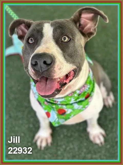 Jill thumbnail 4