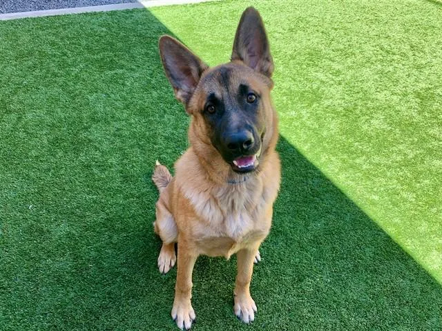 A young large-sized male Brown / Chocolate Shepherd dog named Save Me Please! Frank for adoption in San Marcos, CA