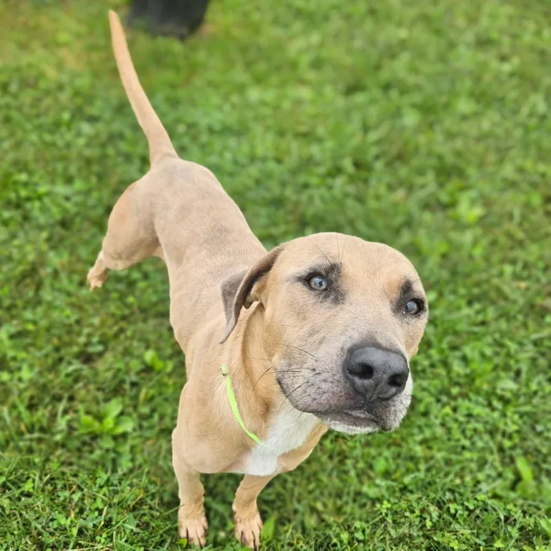 An adult medium-sized male Labrador Retriever dog named Alvin for adoption in Monticello, IA