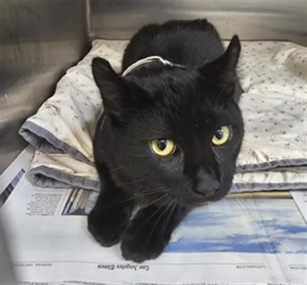 An adult small-sized male Domestic Short Hair cat named Cesar for adoption in Los Angeles, CA