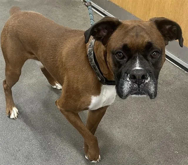 An adult large-sized male Boxer dog named Santana for adoption in Upper Marlboro, MD