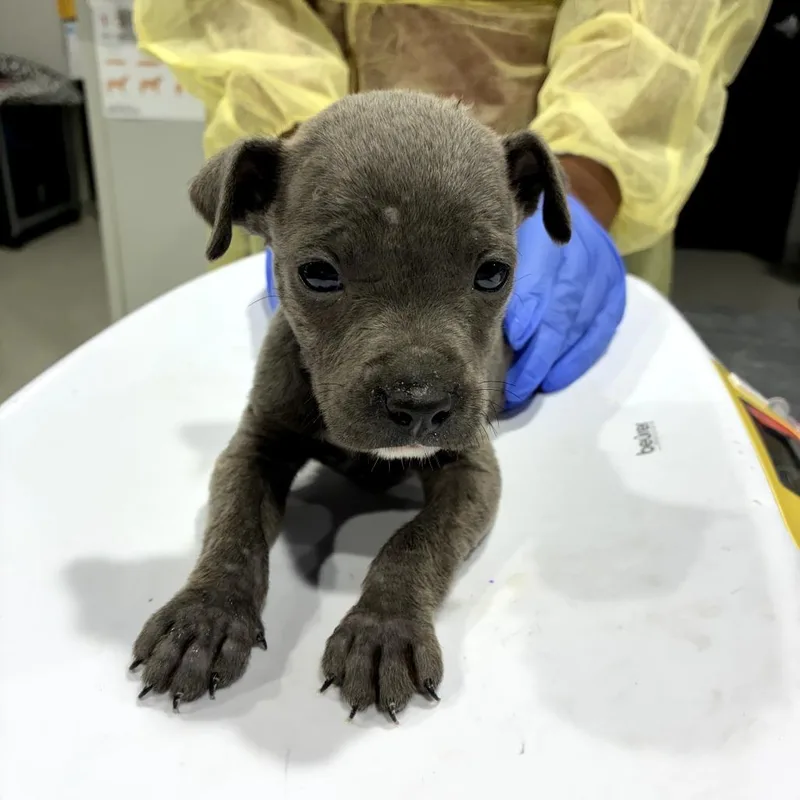 A baby medium-sized male Gray / Blue / Silver Labrador Retriever dog named Cornbread for adoption in Tampa, FL