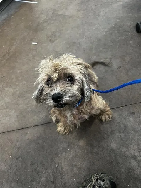 An adult large-sized female Mixed Breed dog named Duchess for adoption in Dallas, TX