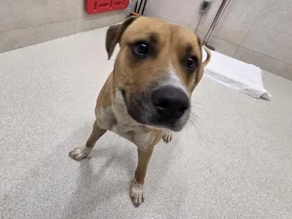 An adult large-sized male Mixed Breed dog named Butch for adoption in Honolulu, HI