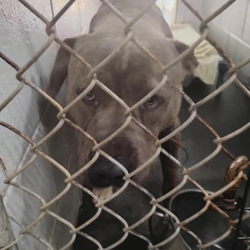 An adult medium-sized male Gray / Blue / Silver Mixed Breed dog named Royal for adoption in Summerville, SC