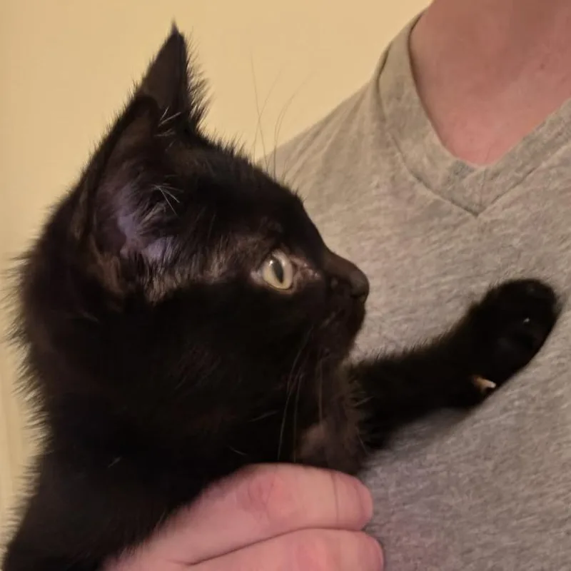 A baby small-sized female Domestic Short Hair cat named Penney for adoption in Cumming, GA