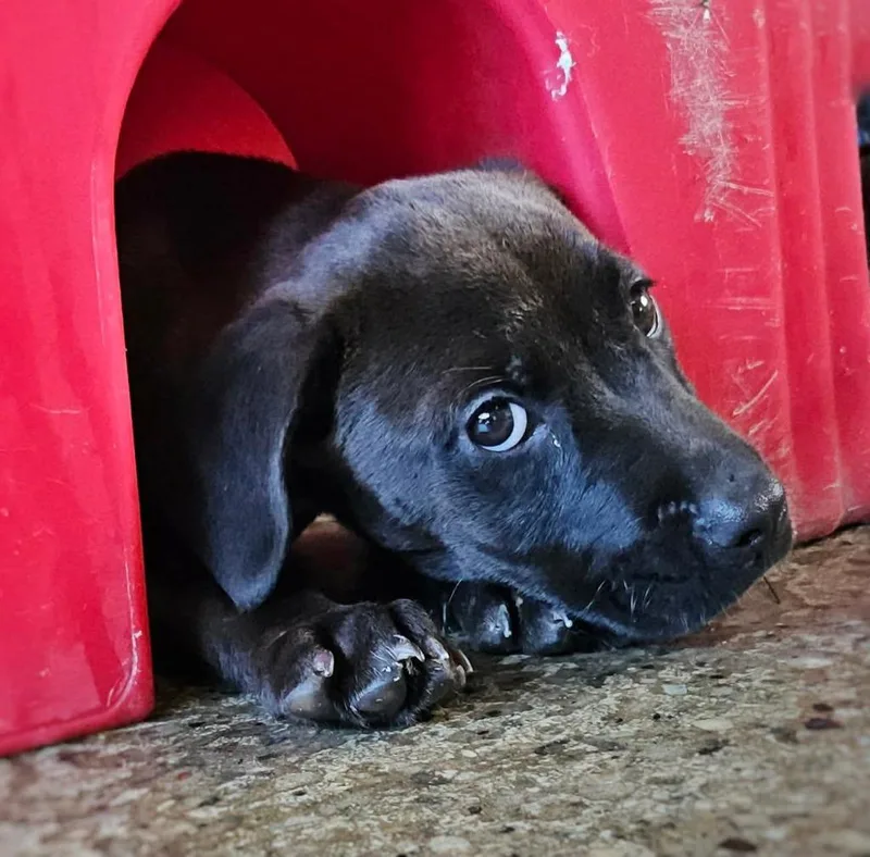 A baby large-sized female Mastiff dog named Miss Muffins for adoption in Warren, MI