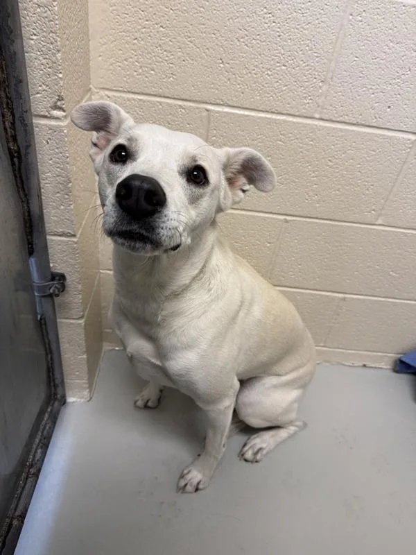 An adult large-sized female Mixed Breed dog named Cha Cha for adoption in Great Falls, MT