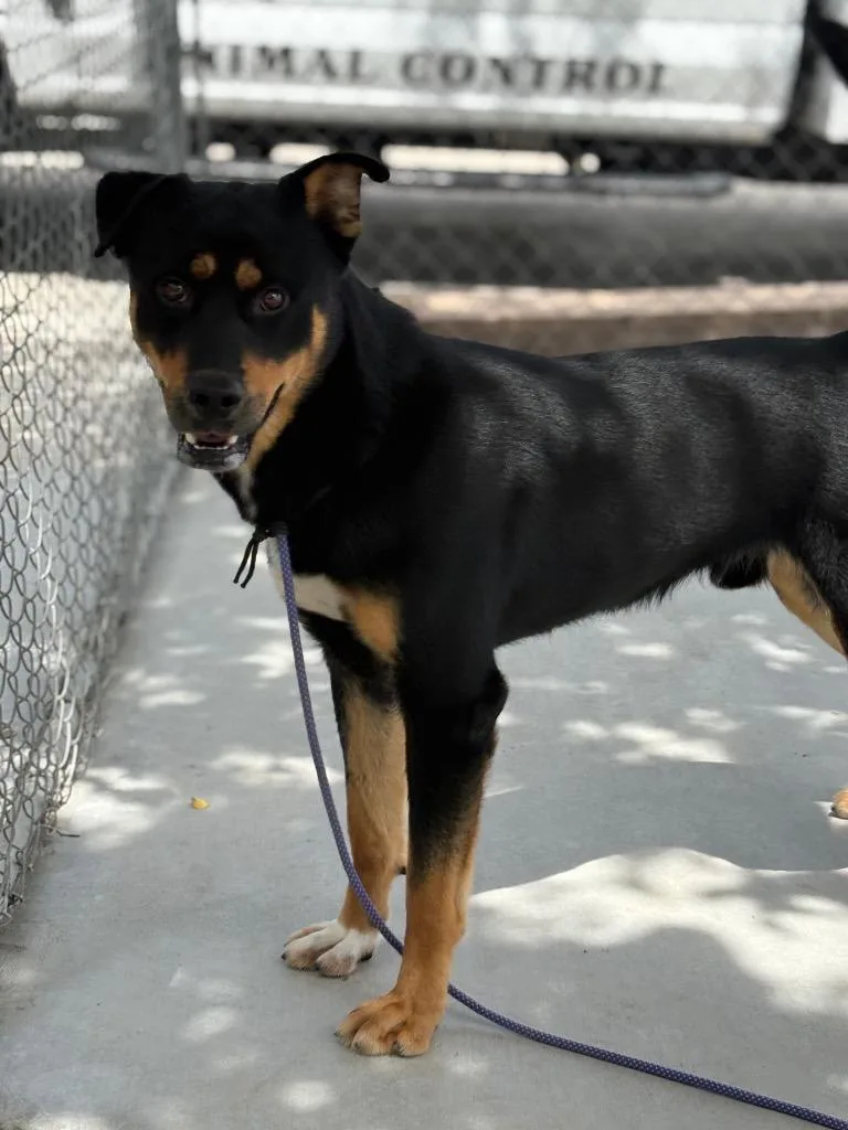 A young large-sized male Rottweiler dog named R. Lee Ermey for adoption in Twentynine Palms, CA
