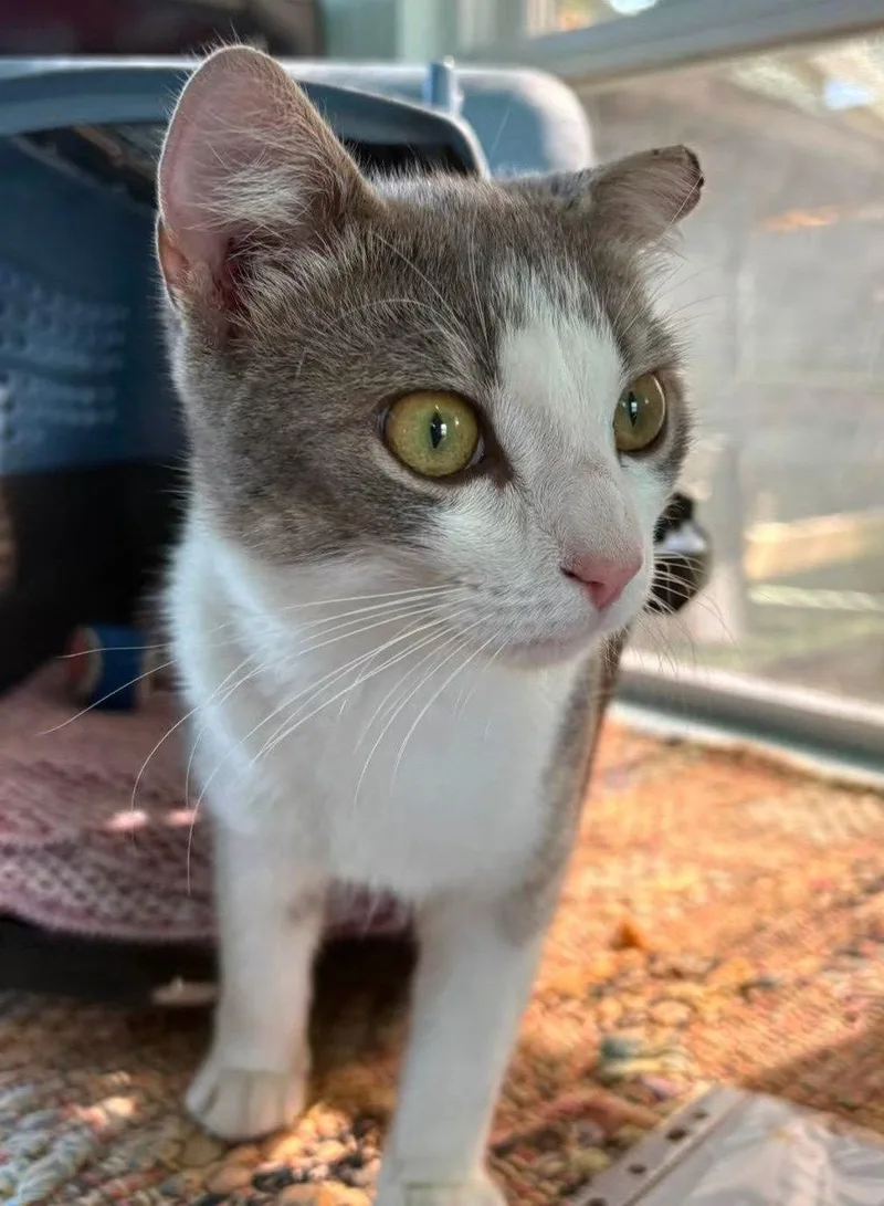 A young medium-sized male Gray & White Domestic Short Hair cat named Logan for adoption in Coatesville, PA