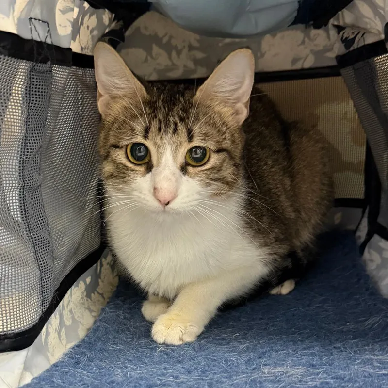 A young medium-sized female Brown / Chocolate Domestic Short Hair cat named Esther for adoption in Galveston, TX