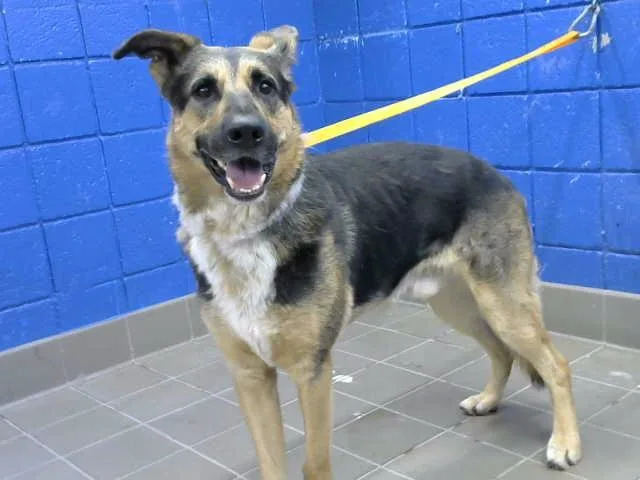 A young medium-sized male German Shepherd Dog dog named Chester for adoption in Albuquerque, NM